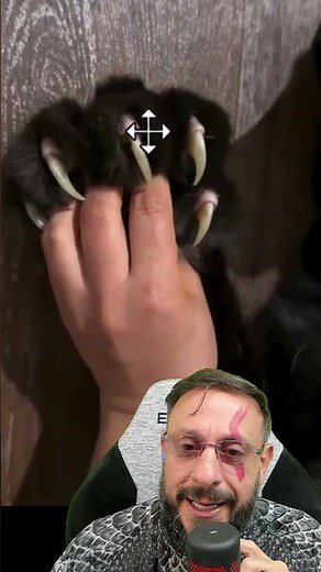 Unhas de leopardo #garrasdeleopardo #leopardo #unhasretráteis #panteranegra #Pantherapardus