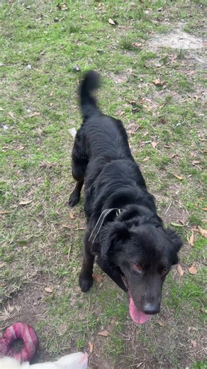 The beast master (@beastmasterez)’s videos with original sound - The beast master