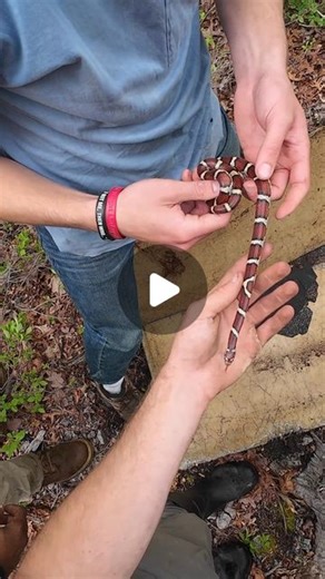 Will Robertson on Instagram: "coastal plains milk snakes are some of my favorite snakes to target due to their secretive nature, vibrant colors, and extreme variability. That being said, the experience is often comically miserable, involving droves of ticks and other biting insects-- all for pretty limited success. On top of that, searching for them usually results in less desirable bycatch. The day is spent weeding through a sea of racers and worm snakes until finally getting that adrenaline pu