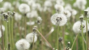 Dandelion - a popular plant after flowering during the seed period. White plumes with seeds.