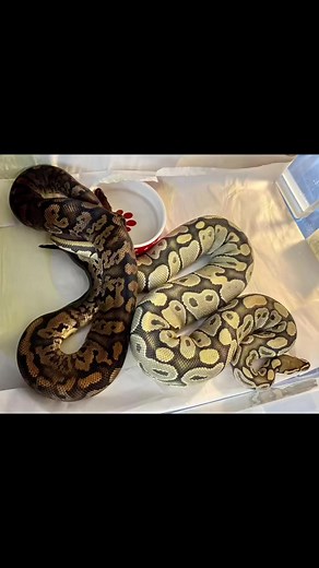 TORNADO🌪️ x SANDSTORM 7 EGGS 🥳🤩🎉😍Not the biggest eggs we’ve ever seen but eggs nonetheless 🥰It’s going to be a LONG 56 days 😱We hoping for Tornadoes, Sandstorms & TORNADO STORMS 🙏🤞🙏🤞🙏🤞#tornadoballpython #ballpython #royalpython | D & Jo's Ball Pythons