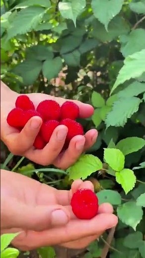 Harvesting ripe red raspberries from green bushes by hand for fresh consumption or gardening.