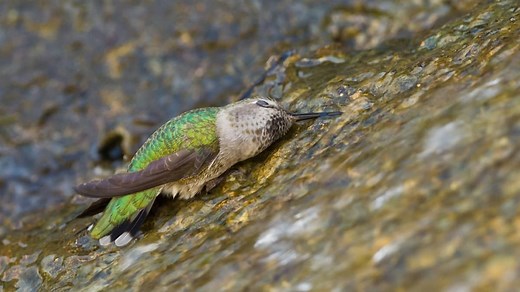 How Do Hummingbirds Die: Facts About This – Hummingbirds Info