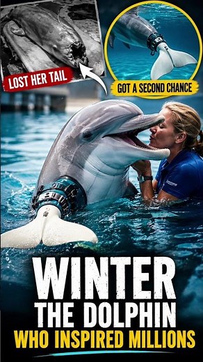 Winter the Dolphin: The Incredible True Story That Inspired Millions🐬💙✨