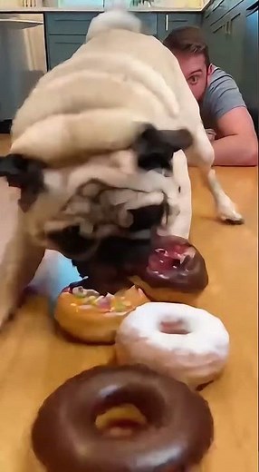 "Pug vs Human Food Race 🇺🇸🐶 | Guess Who Wins?!”