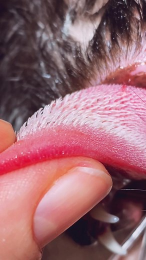 Cat Tongues: Up Close and Personal