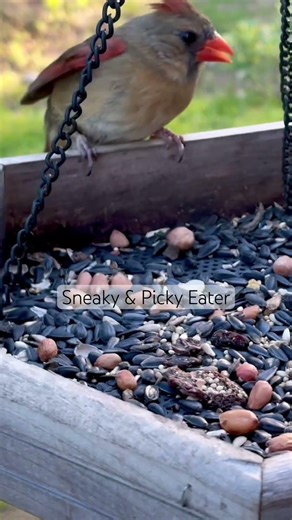 Female Cardinal Picking a Snack: Relax & Reset with Nature
