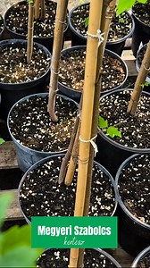 Acer rubrum 'Sun Valley' – Vörös juhar | Megyeri Szabolcs kertész