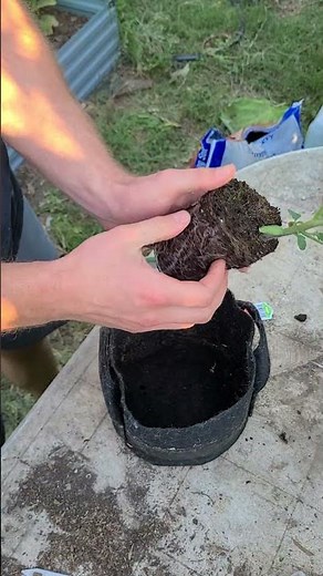 Planting tomatoes in my aquaponics