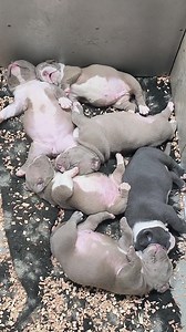 321K views · 47K reactions | Milk drunk 藍藍藍 | Gavrilescu Big Dogs Romania | Facebook