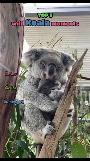🐨Funny Koala Bear Moments🐨 #funnyvideo #koala #ranking #funnyanimals #pets #wildanimals #funny