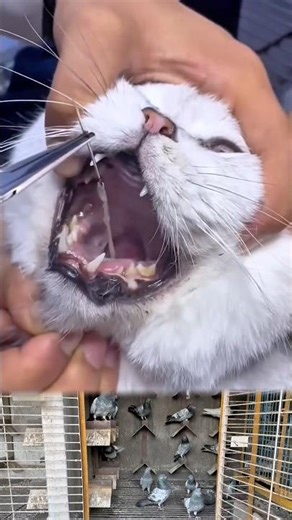 Removing Thread from a Cat’s Throat: Safe Medical Procedure 🐱🪡 #cat #viral