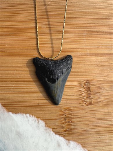 Genuine Megalodon Tooth Necklace – 18K Gold Plated Chain, Hand-collected Fossil - Etsy