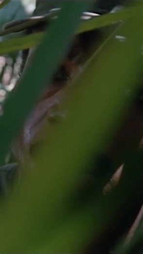 7.6K reactions · 77 shares | #arnoldschwarzenegger #predator #cine #movieclips #80s #cinema #movietime #movies | Paul Rockefeller | Facebook