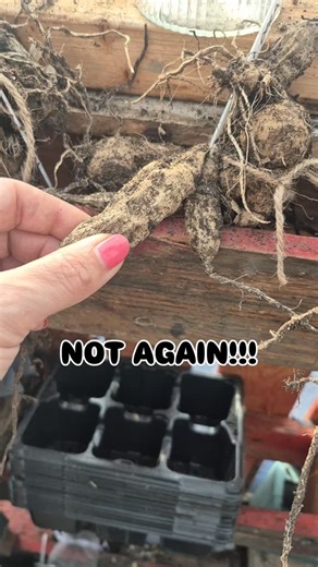 Clare Louise on Instagram: "Everyone on the gram checking their stored dahlia tubers and its grim for me 🤦🏼‍♀️ Brave CL, who ran out of time and energy to store them has let them go squishy & mouldy 🙈 It happens, your not alone, and guess what, you can get more for the new season 🌸 Have you checked on your tubers yet? #gardeninginscotland #dahliatuber #dahliaofinstagram #dahlia #scottishgarden"