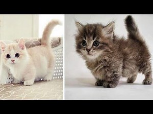 7 Razze Di Gatti Miniature Che Non Crederai Esistono Realmente