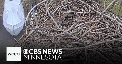 Mama duck takes over Minnesota DNR's Eagle Cam