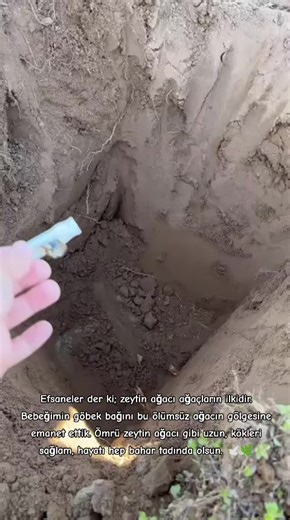 Zeytin Ağacı ve Bebeğim: Uzun Ömürlü Hayaller