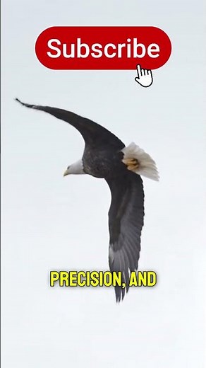 Eagle Soaring Techniques: Power and Grace in Flight