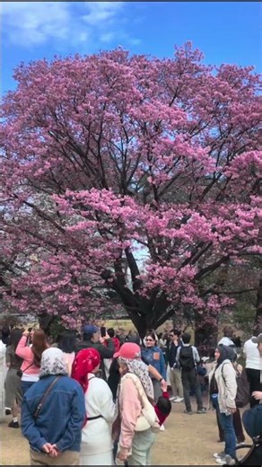 Spring Silence in Shinjuku 🌸 #hbtwalker #sakura #japan #4k