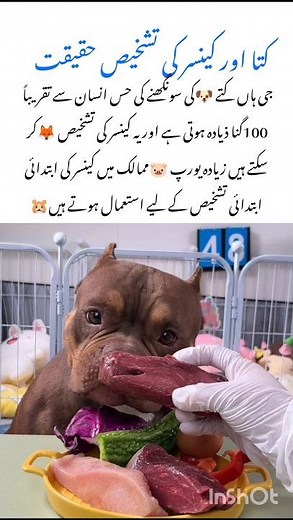 Can Dogs Smell Cancer amazing wildlife #dogs #naturefacts #wildlife #nature #shorts