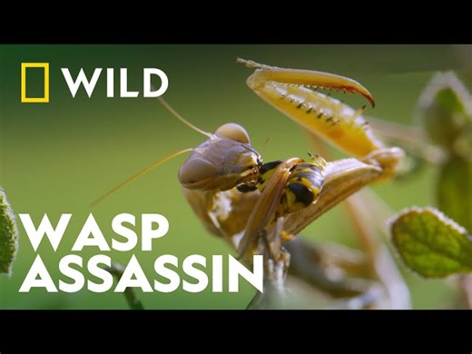 National Geographic: Praying Mantis vs. Wasp
