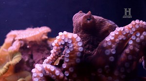 6.1M views · 150K reactions | Además de que los científicos no han encontrado ancestros del pulpo, dicha criatura tiene la capacidad de modificar su complejo ADN. ¿Podría este animal evolucionar y dominar la Tierra? | HISTORY | Facebook