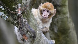Zwei Dutzend Affen entkommen aus Tierpark – Polizei bittet: "nicht ansprechen"
