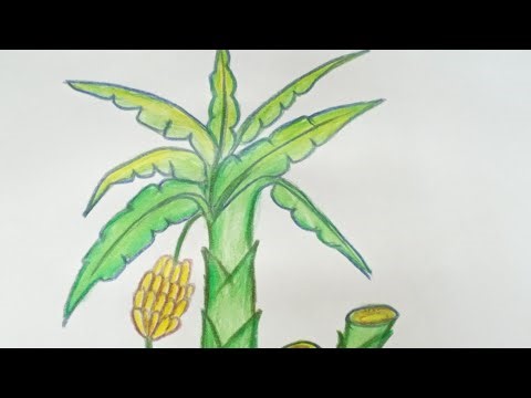 How to draw banana tree.Easy Banana tree drawing step by step for beginners..