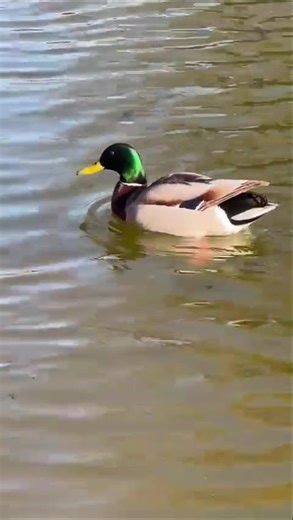 Beautiful,multi color mallard paddling around on the water