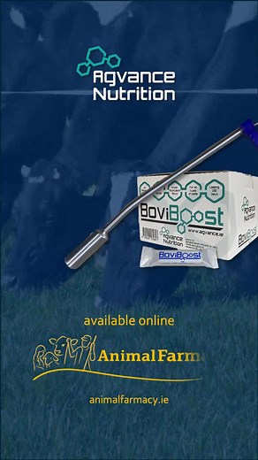 📣 Free APPLICATOR and SHIPPING for a LIMITED time only ⏳ Peace of mind, easy application and mineral coverage for the equivalent of €0.05/day/animal 👏 Use the premium six-month 'BoviBoost Bolus' this autumn to ensure your dairy, suckler or cattle herd is getting the minerals they need right through the winter, from ONE application 📊🐄 €9 per six-month bolus 🐄 See the full bolus spec and get more info on our website 🔬 Proper mineral supplementation ensures: ➡ Enhanced Growth ➡ Improved Calvi