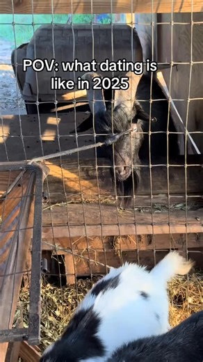 Well I mean kinda, right ? Goats are hilarious when it comes to mating #homestead #petsoftiktok #farmlife #goats #cuteanimals | Nature’s Spirit