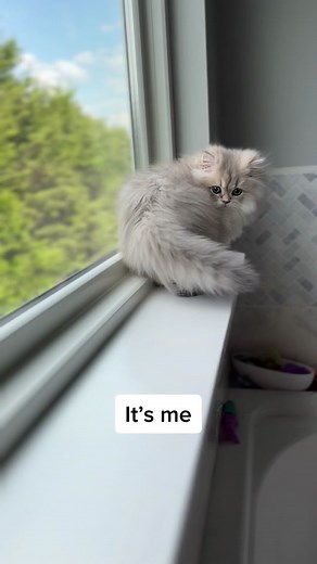 Meet the Adorable Persian Cats of Christy Paw Persians