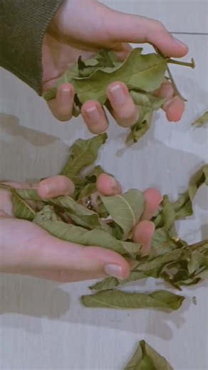 crunchy leaves asmr #asmr#asmrshorts#shorts#nature#natureasmr#leavesasmr #triggersforsleep