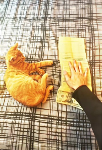 money money green green‼️ 🤑💰💸 || ##fyp##viral##edit##trending##quality##4k##livelaughedit #money #odetari #liltay