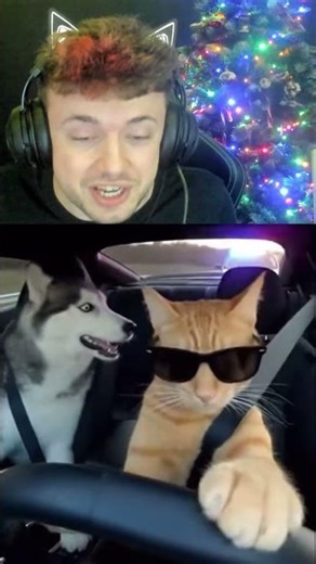 O PISICA CARE CONDUCE O MASINA! *EPIC*