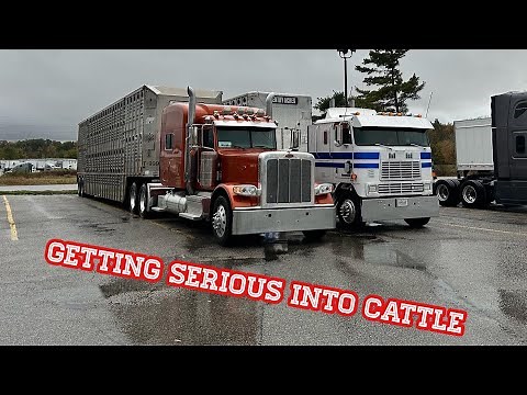 New cattle customer gets us rolling. The Cabover pulls amazing!!