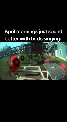 April mornings just sound better with birds singing. #SpringVibes #AprilMoments #BirdWatching #PeacefulLiving #HelloApril