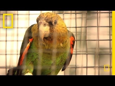 Rescuing the Endangered Cape Parrot | National Geographic