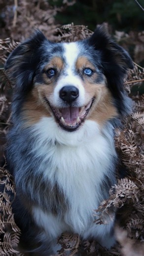 Dog breeds with stunning blue eyes you'll love