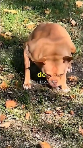 Você conhece o cachorro cururu #cachorro #curiosidades #shorts