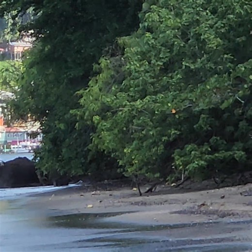 FINAL VISIT TO MOUNT PANDY BEACH, GRENADA ⛱️ BEFORE I LEAVE THE SPICE. | Anthony W. DeRiggs