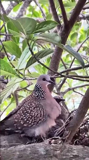 Mother Dove Feeding Her Baby | Heart-Touching Bird Care 🕊️🫘 #amazinbirdw