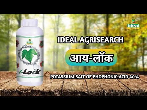 Ideal I lock fungicide | Potassium salt of phosphonic acid | phosphate fungicide uses