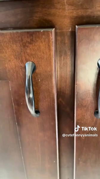 #14 cute little babies! 🥰 . . . #cute #funny #fyp #cattok