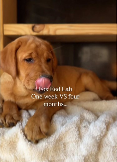 Dark Fox Red vs Yellow Labrador Puppies | Color Genetics Explained