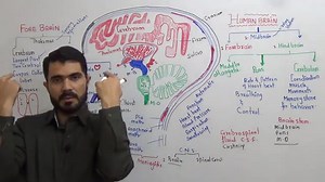2.5K views · 142 reactions | Human Brain Parts and Function Fully explained in Urdu Hindi By Dr Abdul Hadi | Medical Knowledge A to Z | Facebook