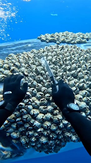 Removing Dense Whale Barnacles with a Twist