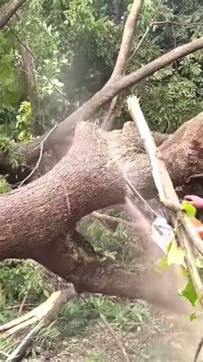 chainsaw carving/chainsaw mill/texas chainsaw massacre #shortvideo