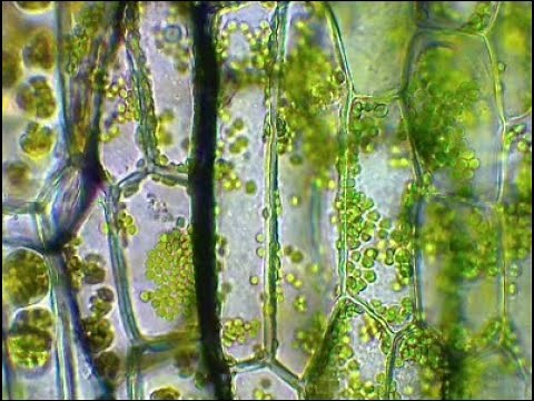 NaTech 7 AM 1.6 Phänomene in Zellen der Wasserpest beobachten